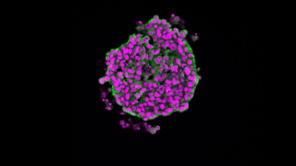 Fish liver microtissue
